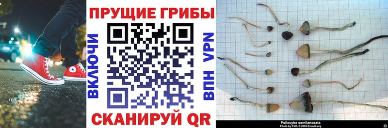 Псилоцибиновые грибы Cubensis  Купить  Ртищево 